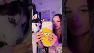 With Absolutely Random Stuff In My Apartment Dog Toys, Remotes Etc..