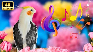 Make your cackatiel Happy and Cockatiel singing 🦜 #cockatiel #calopsita 🌿 by MATI BIRD 2,225 views 1 month ago 2 hours, 2 minutes