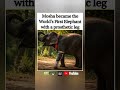 🐘🦿 Mosha becomes the world's first elephant with a prosthetic leg. #shorts