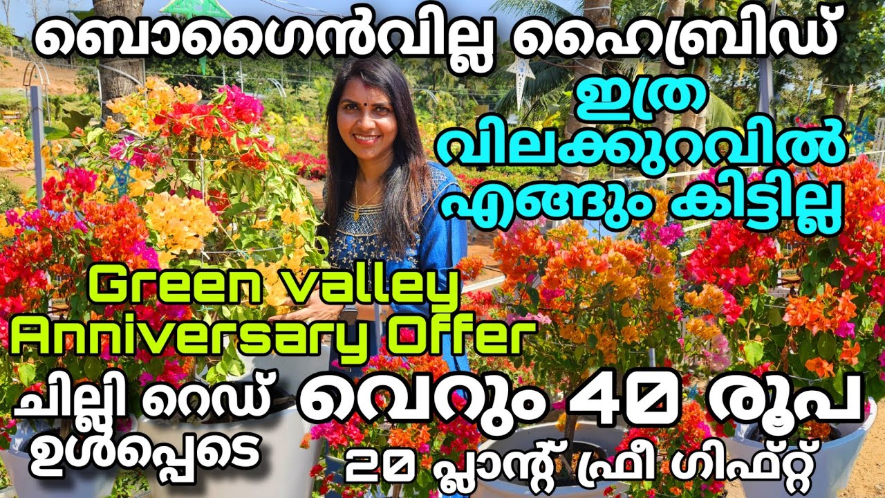 ബൊഗൈൻവില്ല ഹൈബ്രിഡ് ഇത്ര വിലക്കുറവിൽ എങ്ങുംകിട്ടില്ല| ചില്ലി റെഡ് ഉൾപ്പെടെ വെറും 40 രൂപ|Bougainville