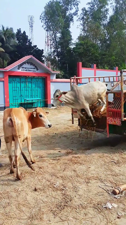 tik tak guru video