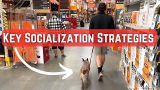 #AustralianCattleDog Socialization: People, Places, Pets