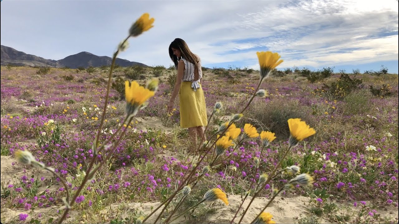 Desert flowers at Anza-Borrego Desert State Park - Borrego Springs, California