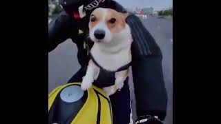 Собака на спортбайке! | МОТО Выложила Новое Видео #shorts #tiktok
