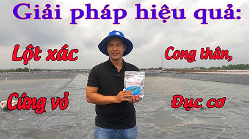 GIẢI PHÁP HIỆU QUẢ GIÚP TÔM LỘT XÁC CỨNG VỎ, PHÒNG TRỊ CONG THÂN ĐỤC CƠ