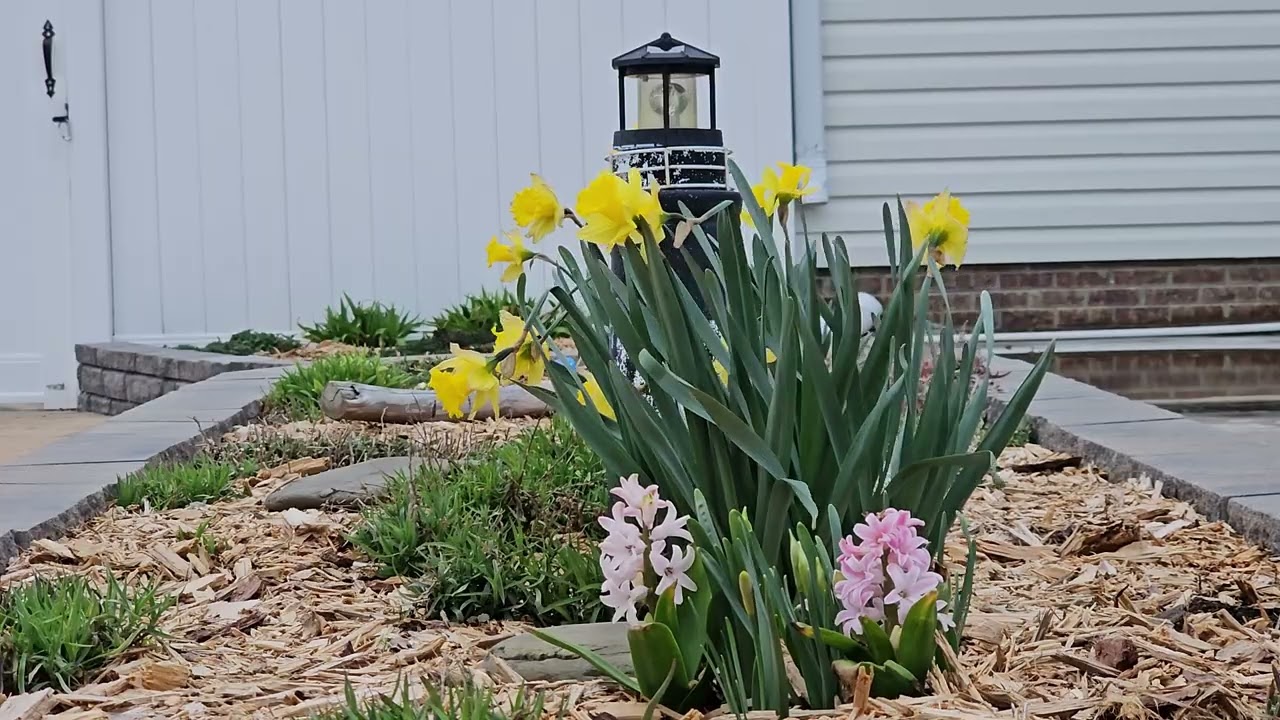 Early Spring Flower Garden 🌷 1 Hour 9 Min Calm & Happy Music | Blooming Daffodils & Hyacinths
