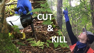 How to Treat INVASIVE Oriental Bittersweet