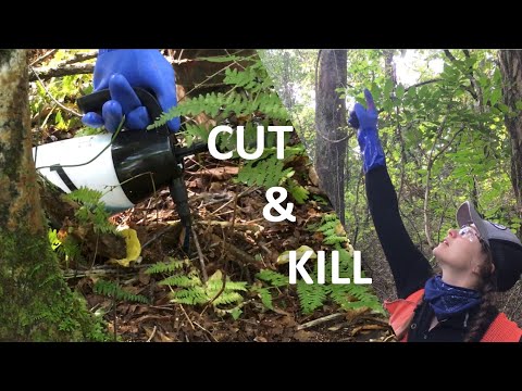 How To Treat INVASIVE Oriental Bittersweet 