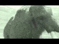 Living mammoths filmed by delta force 