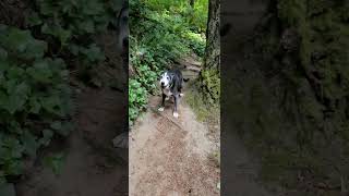 #flyballs!! #sunset #oregon 🐾🐾🤠🤙🤙 #labradorretriever #bordercollie #rescuedog #forestpark #portland