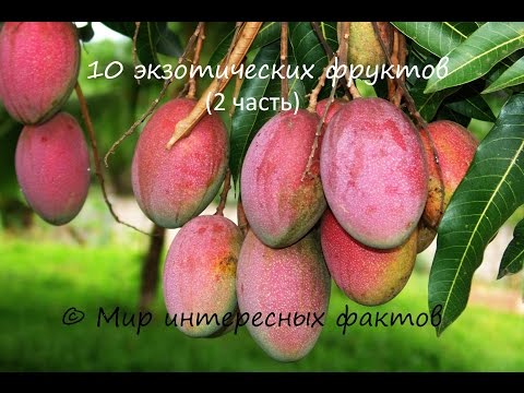Топ-10 Увлекательных фактов о чае