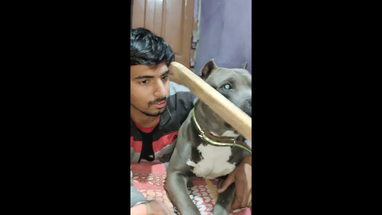 Pitbull Protecting From Mom Aggressive Sidhumossewala Shorts