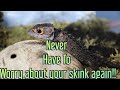 3 Ways To Make Sure Your Crocodile Skink Is Eating