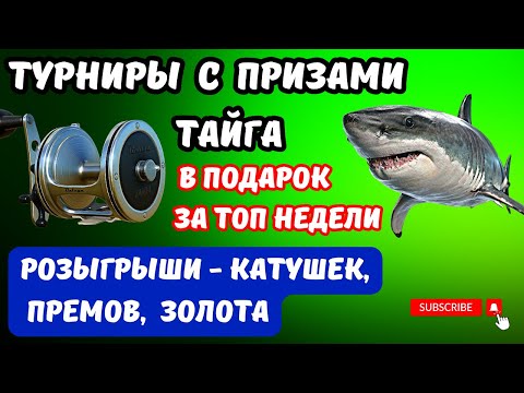 СТРИМ РР4 🎁 В ПОДАРОК - ТАЙГА 24,5 кг За ТОП 1 🎁 В РУЛЕТКЕ - КАТУШКИ, ПРЕМЫ, ЗОЛОТО 🎁РОЗЫГРЫШИ🎁 DUM_