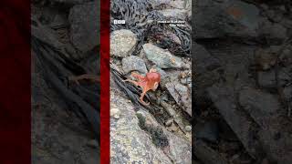 An Octopus Has Been Filmed As It Changes Colour On A Beach In Wales. #Octopus #Wales #Bbcnews