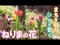 ねりまほっとライン（まちを彩り　ひとを繋ぐ　ねりまの花）令和７年５月号