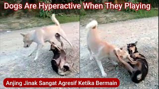 Dogs Hyperactive In Action (Dog Fighting) - Anjing Kampung Agresif Bermain
