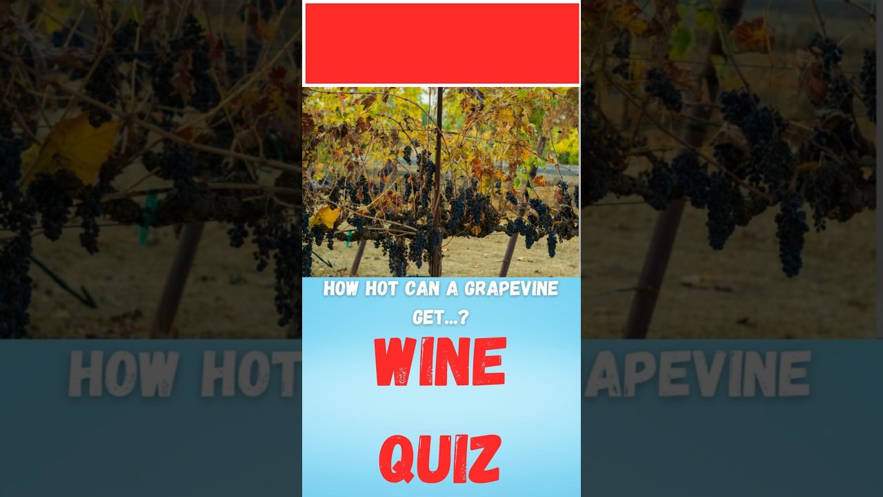 Wine Quiz Viticulture Question 11 