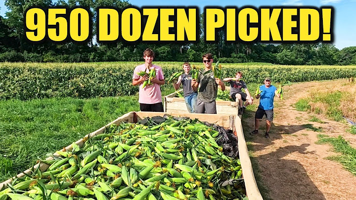 Harvesting 950 Dozen Sweet Corn for a HUGE Farmers Market Weekend!