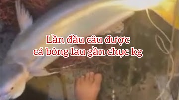 Sông Tiền Gần Vàm An Hoá – Mẻ Cá Bông Lau Khủng Làm Ai Cũng Ghen Tị