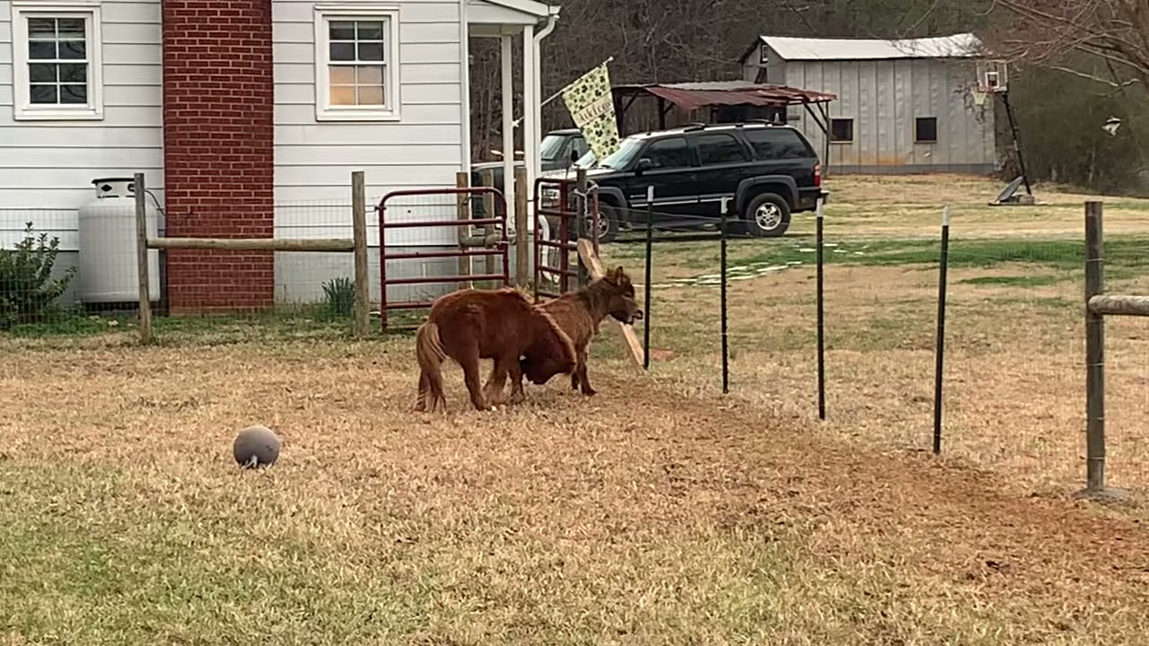 Our New miniature horse and miniature donkey having a blast!