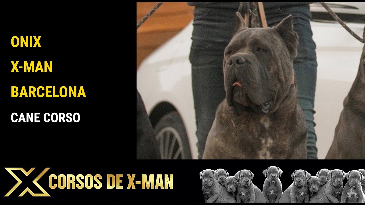 fully trained cane corso for sale