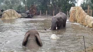 San Diego Zoo elephant boys having fun in the rain. 2.4.24