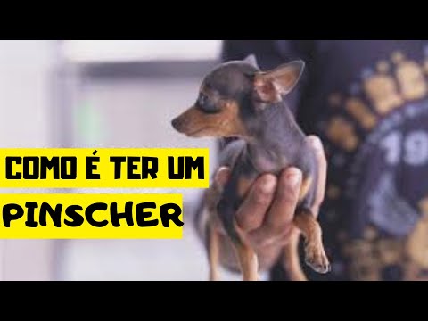 Vídeo: Camarão Cozido está OK para Cães?