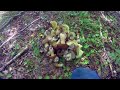 Сбор белого гриба,грибное безумие,белые грибы полянами