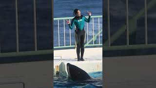 歌「ララ」♪指揮「軽部トレーナー」♬ #Shorts #鴨川シーワールド #シャチ #Kamogawaseaworld #Orca #Killerwhale #シャチお声