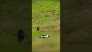 Baby Kangaroo's Epic Run for Survival! (watch till the end) #shorts