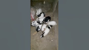 New Rabbits #shortsvideo #viralvideo #pets #youtube #animals #youtubeshorts #ytshorts #vtuber #new