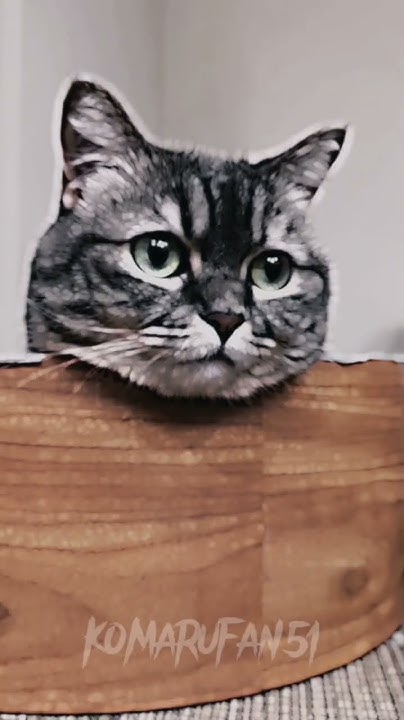 #комару #cat #кокоа #комуги #shorts - YouTube