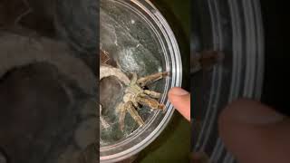 Kelvin Wiley Showing What Its Like To Be Bitten By A Tarantula