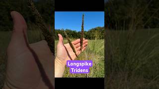 Native Grass Spotlight - Longspike Tridens #nativeplants #botany #ecology #wildlifehabitat