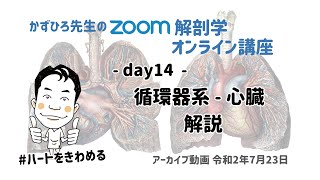 zoom解剖学 day14 循環器系 - 心臓 解説 (夜)