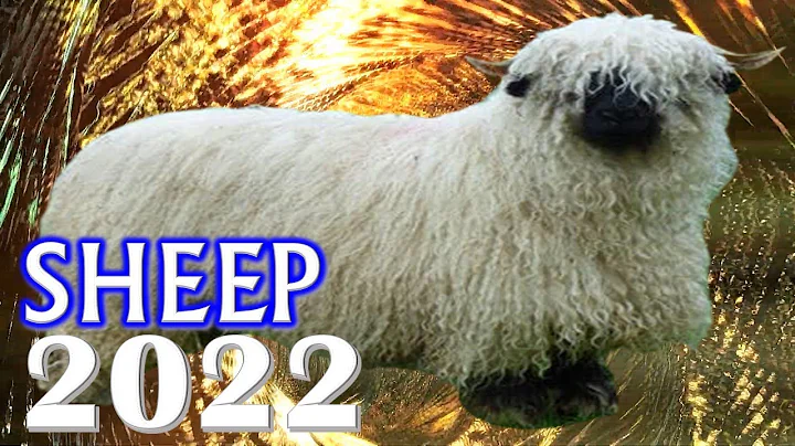 Sheep Horoscope 2022 | Born 2015, 2003, 1991, 1979, 1967, 1955, 1943, 1931 - DayDayNews