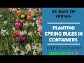 Basics of planting spring flowering bulbs in containers~ Is it too late to plant spring bulbs?