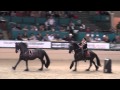 Friesian Spectacular -- Clay Mailer -- Night of the Horse 2014