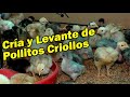 CRIA Y LAVANTE DE POLLITOS CRIOLLOS PERUANOS