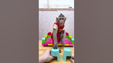 baby monkey confused not understanding what is going on | funny monkey video #shorts #monkey