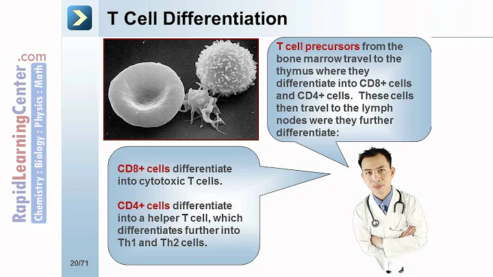 Rapid Learning: Immunology - Immune System Structure and Function - DayDayNews