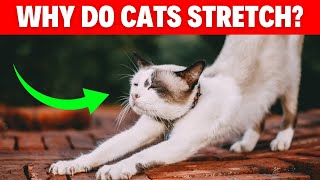 Why Do Cats Stretch When They See You? 4 Fascinating Reasons Explained! #catbreed #catlovers #cat by Geographic Animalz 1,012 views 6 months ago 2 minutes, 19 seconds