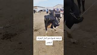 ماهو الحل لهذا الموضوع بقره ترضع نفسها #مواشي #اغنام #عبدالله_الطيب #غنم #ترند #حلال #نعاج #طليان