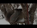 Orava ruokinnalla 9 1 2025