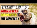 The dog behaved very aggressively every day. Everything changed when he was brought to the cemetery