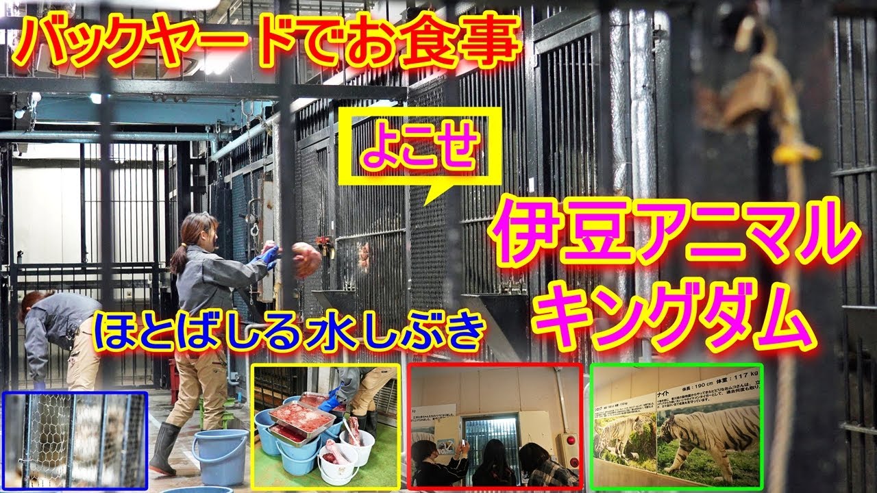 【伊豆アニマルキングダム ホワイトタイガー バックヤードでお食事】
