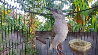 Cucak Kombo Muda Malas Bunyi Langsung Rajin bunyi Dengar Cucak Kombo Ini - Masteran Burung Kicau