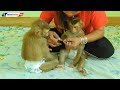 Obedient Monkey | Lovely Mom Cutting Nails For Adorable Kako And Baby Luna Routine