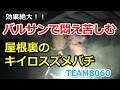 【効果絶大】バルサンで悶え苦しむキイロスズメバチ！！【東近江市政所】Japanese Giant Hornets Nest removal-Japanese BeeHive Hunter